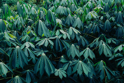 Full frame shot of fresh green plants