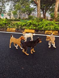 Dogs running in park