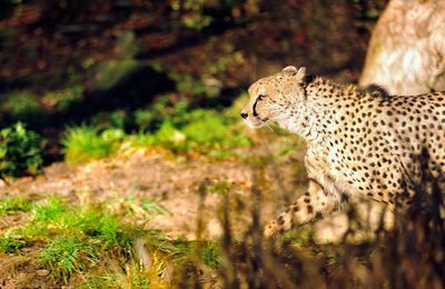 Side view of an animal