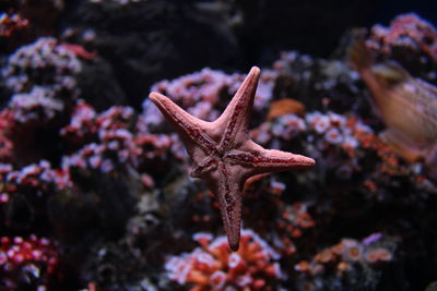 View of fish swimming in sea