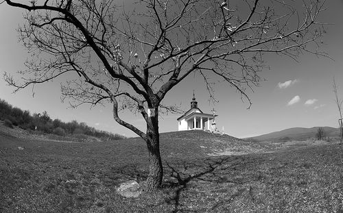 Bare tree on field by building against sky