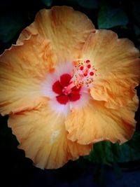 Close-up of hibiscus flower