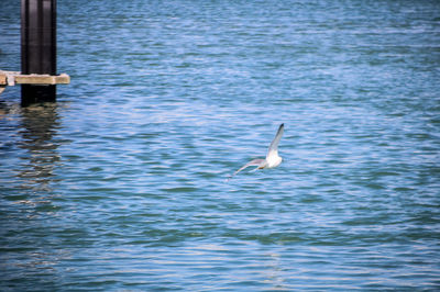 Bird flying over lake