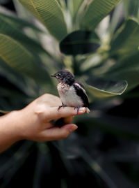 Close-up of hand holding bird