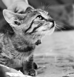 animal