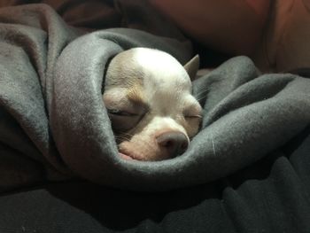 Close-up of dog sleeping