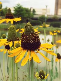 Close-up of sunflower