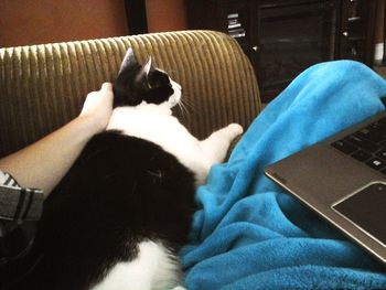 Close-up of cat sleeping on bed