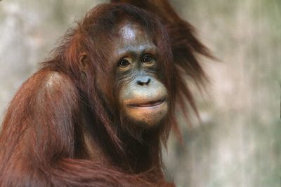 Close-up portrait of a monkey