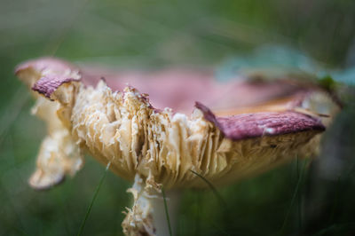 Close-up of mushroom growing on plant