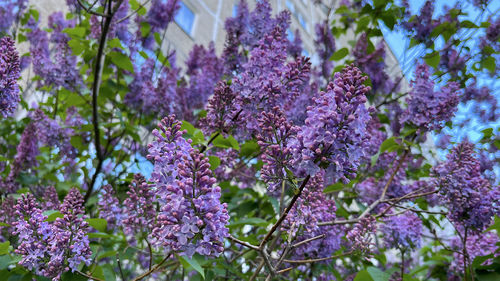 Close-up of cherry blossom