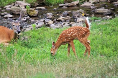 Giraffe standing on field