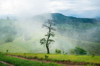 Scenic view of trees on field against sky