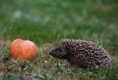 Close-up of apple and hedgehog on field