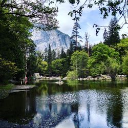 Reflection of trees in lake