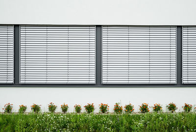 Plants against closed windows of house