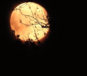 Close-up of silhouette tree against sky at sunset