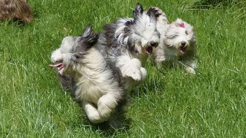 Dog on grassy field