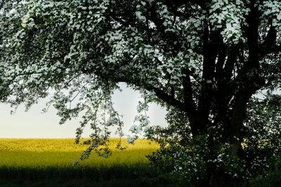 Scenic view of field against sky