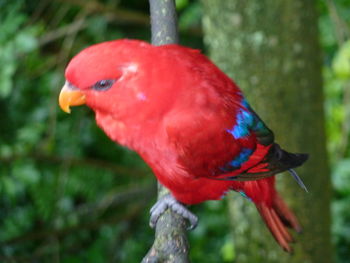 Close-up of parrot perching on branch