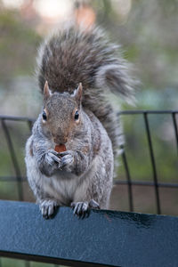 Close-up portrait of squirrel