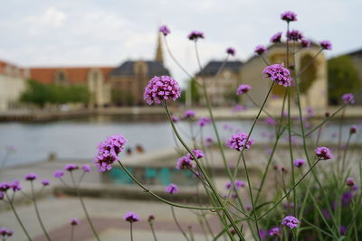 Close-up of pink flowering plants