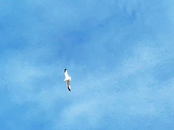 Low angle view of bird flying against sky