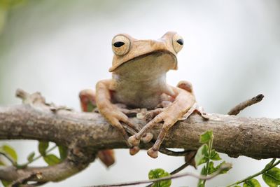 Close-up of lizard on branch