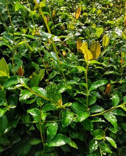 High angle view of flowering plants on field