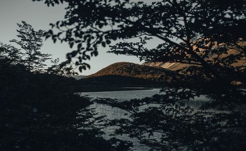 Silhouette trees by lake against sky during sunset