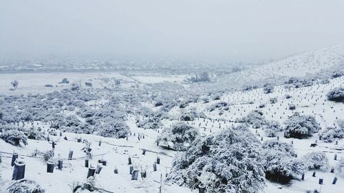 High angle view of pine trees on snow covered land