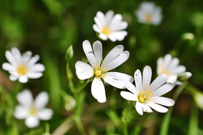 Close-up of white flowers blooming outdoors