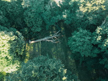 High angle view of trees growing in forest