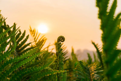 Close-up of pine tree against sky during sunset