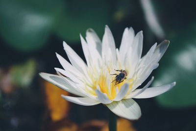 Close-up of bee pollinating flower