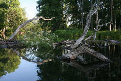 Reflection of trees in lake against sky