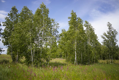 Trees growing on field against sky