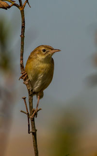 Close-up of bird perching on branch