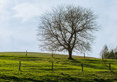 Bare tree on field against sky