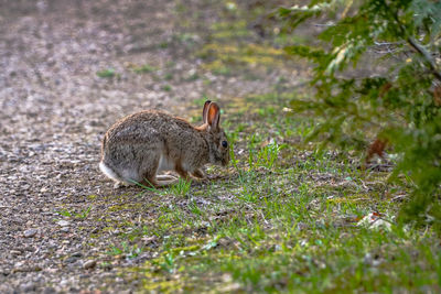 Close of rabbit on field 