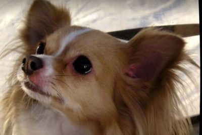 Close-up portrait of dog