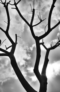 Low angle view of silhouette tree against sky