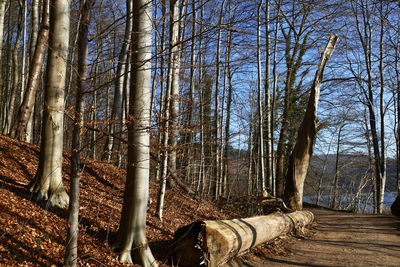 Close-up of trees in forest