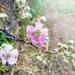 Close-up of pink flowering plant