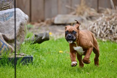 Portrait of a dog on field