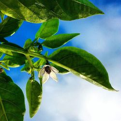 Low angle view of plant against sky