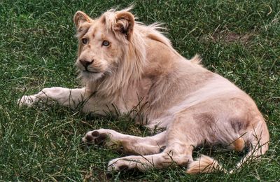 Lion resting in a field