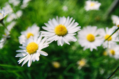 Close-up of white daisy flowers