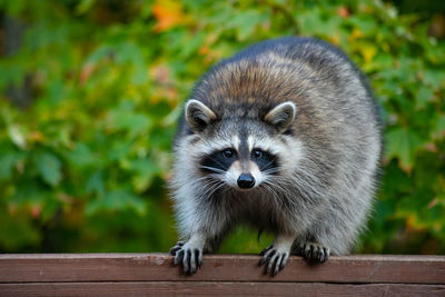 Raccoon on wooden railing