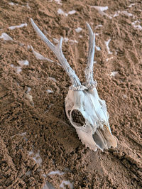 animal